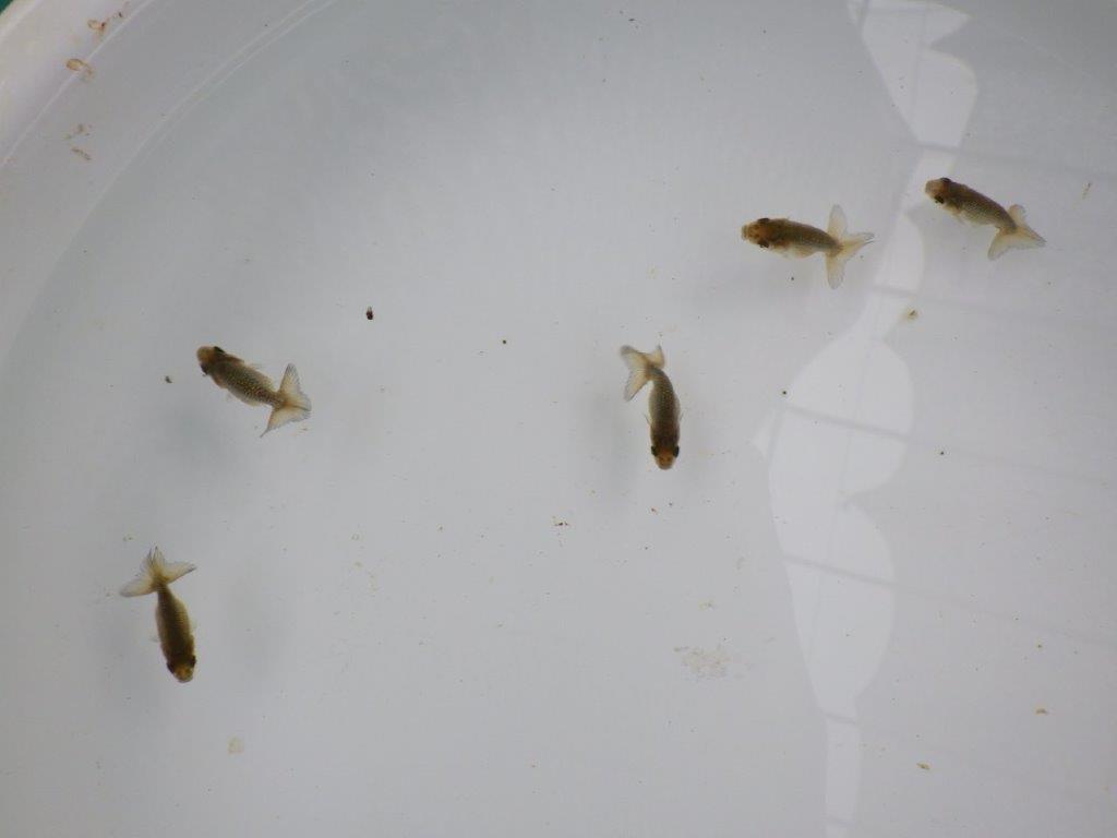 【愛知超優良系統 】4月4日入荷の中から尾張りの良い５尾セット限定１の上身