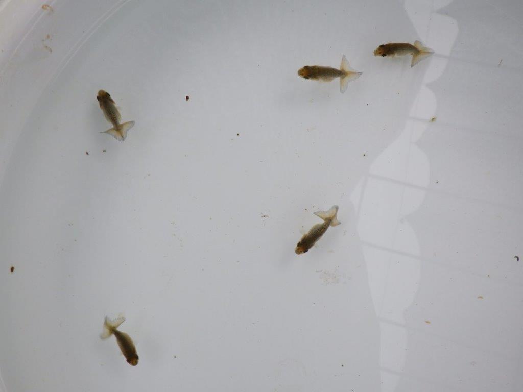 【愛知超優良系統 】4月4日入荷の中から尾張りの良い５尾セット限定１