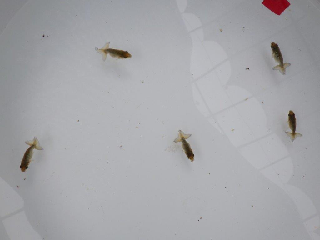 4月4日　入荷＆更新　 愛知超優良系統　上質５尾セット　限定１セット