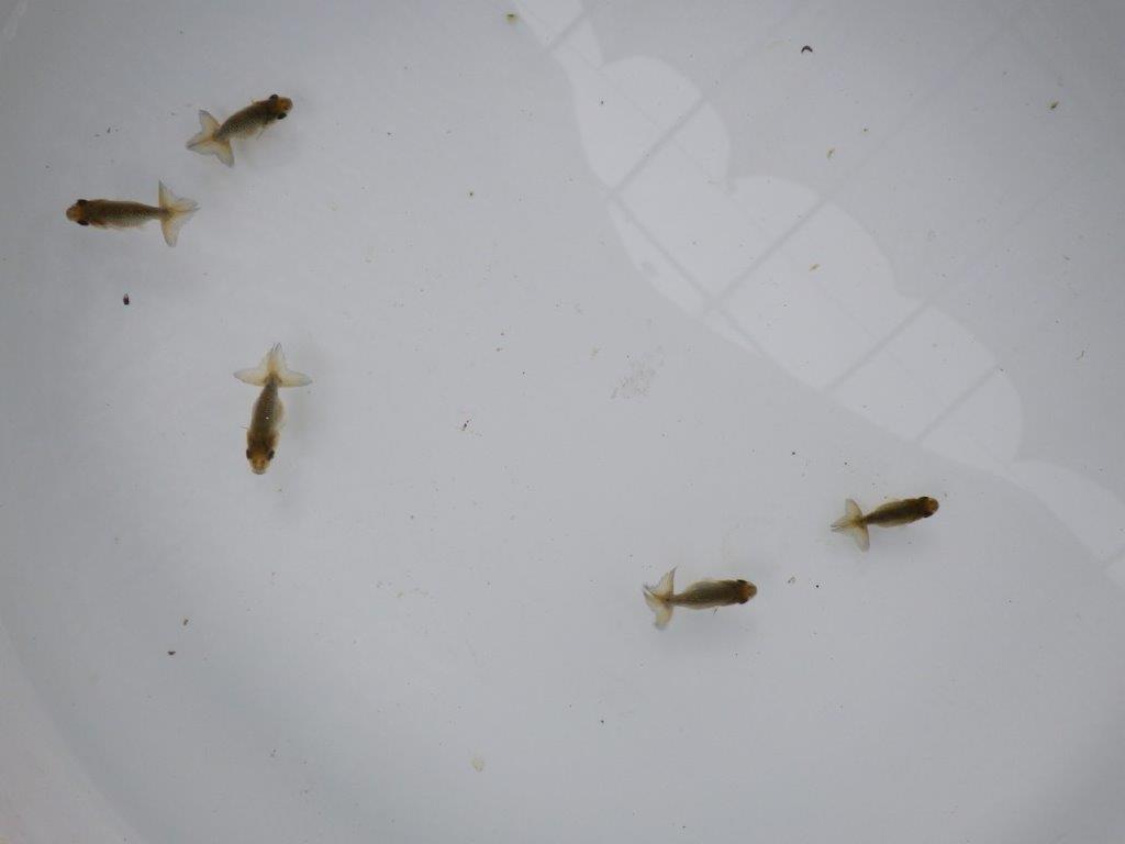 4月4日　入荷＆更新　 愛知超優良系統　上質５尾セット　限定１セット