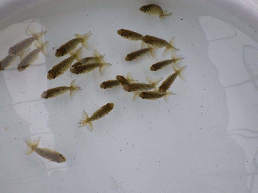 【全国大会東大関獲得系統 】４月４日入荷の中から尾張りの良い１０尾！限定２セットの上身