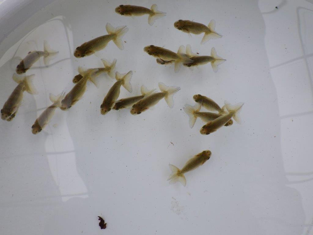 【全国大会東大関獲得系統 】４月４日入荷の中から尾張りの良い１０尾！限定２セット