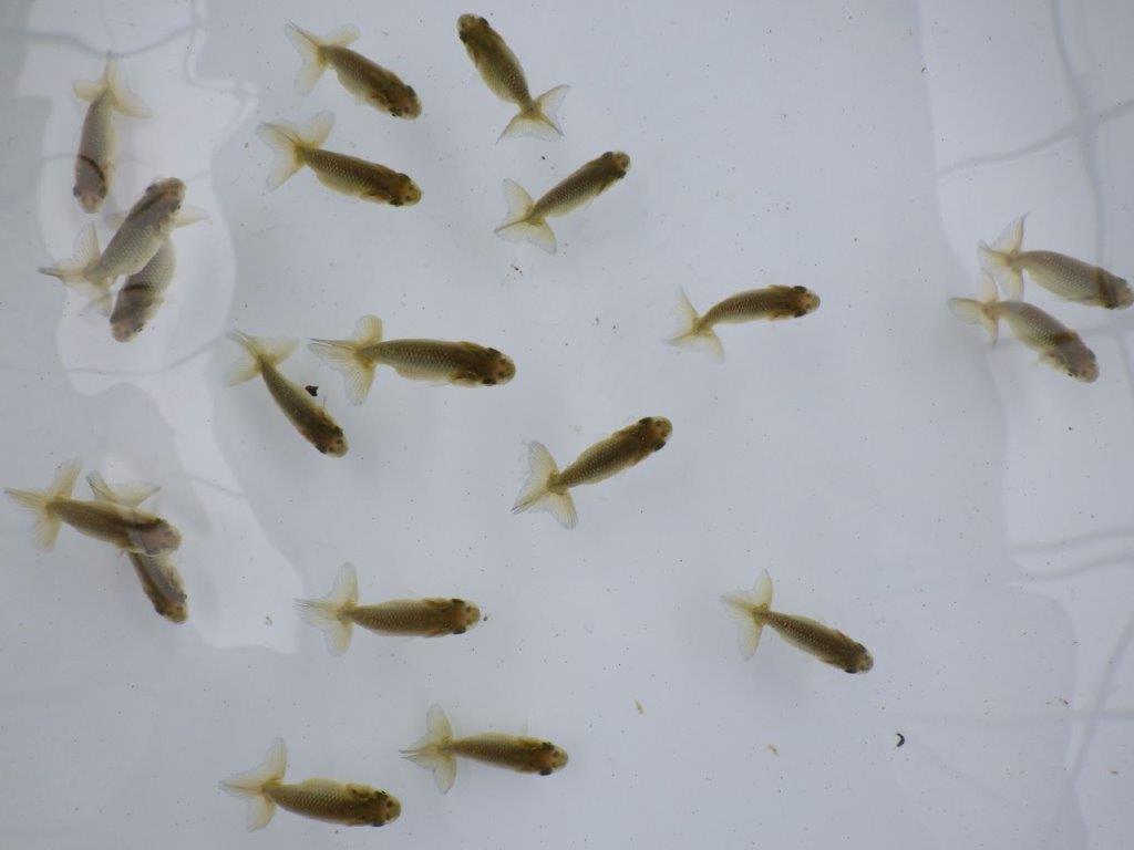 【全国大会東大関獲得系統 】４月４日入荷の中から尾張りの良い１０尾！限定２セット