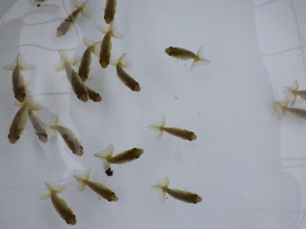 【全国大会東大関獲得系統 】４月４日入荷の中から尾張りの良い１０尾！限定２セット