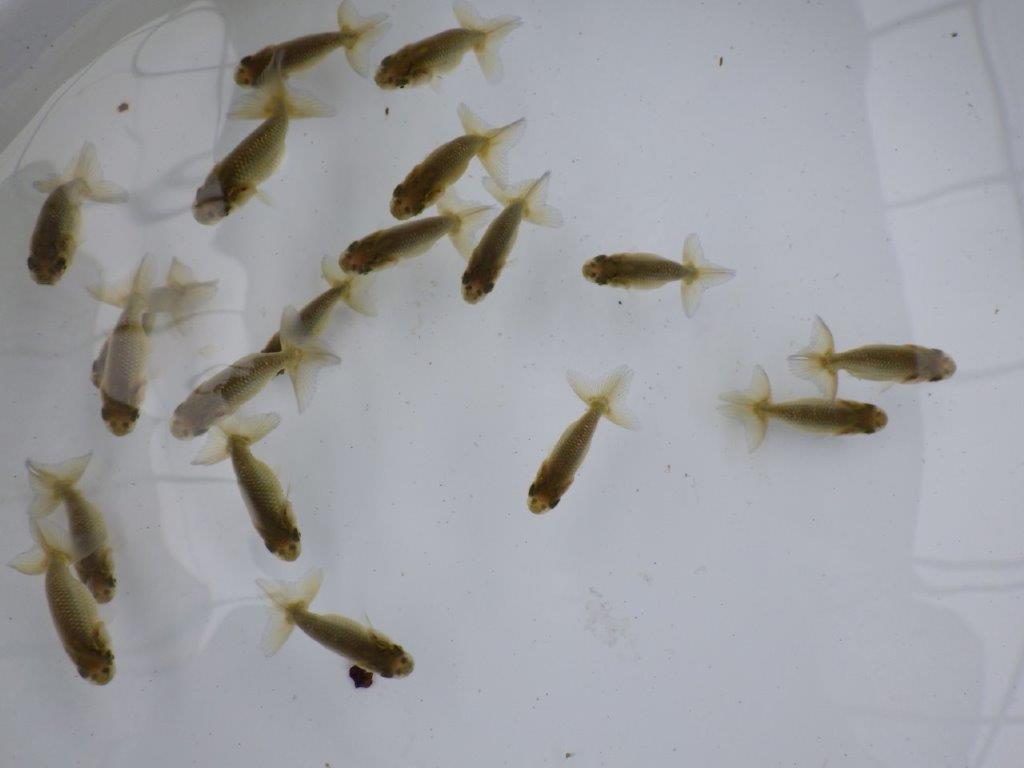 【全国大会東大関獲得系統 】４月４日入荷の中から尾張りの良い１０尾！限定２セット