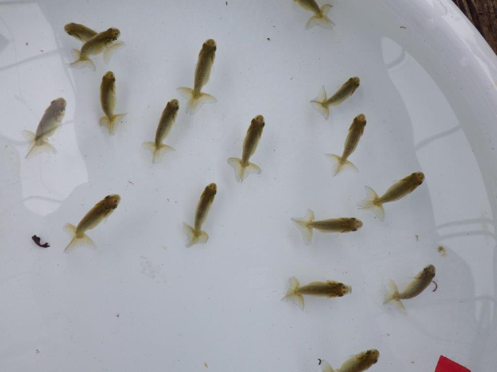 【全国大会東大関獲得系統 】４月４日入荷の中から尾張りの良い１０尾！限定２セット