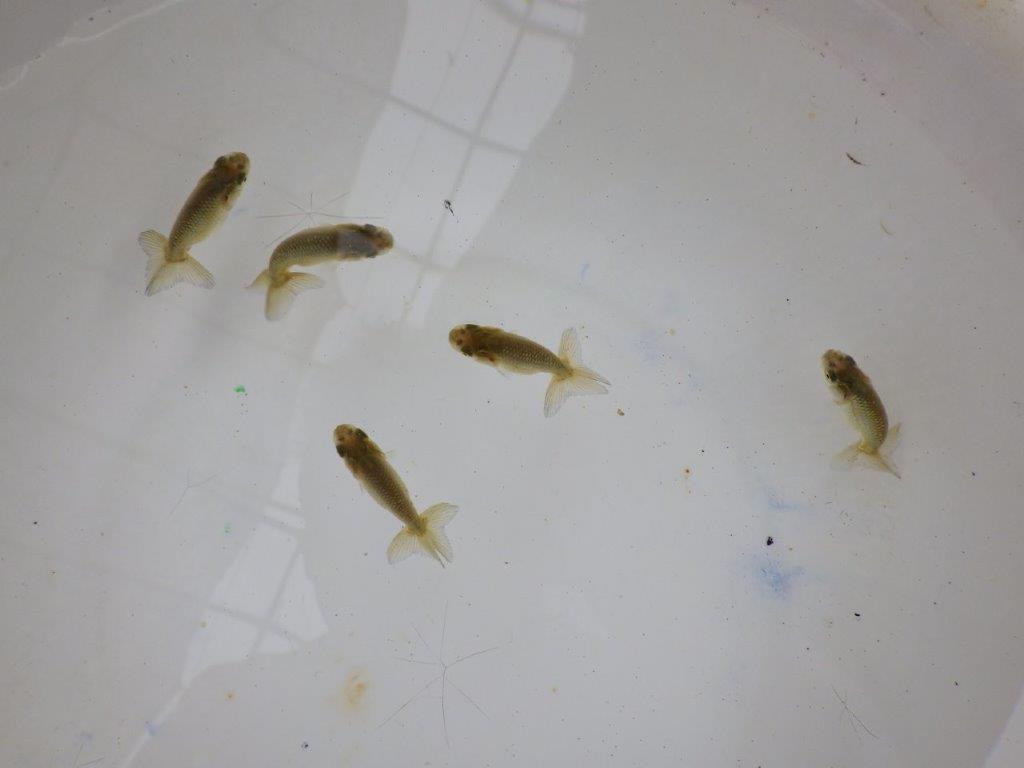 【全国大会東大関獲得系統 】４月４日入荷の中から尾張りの良い３尾！限定２セット