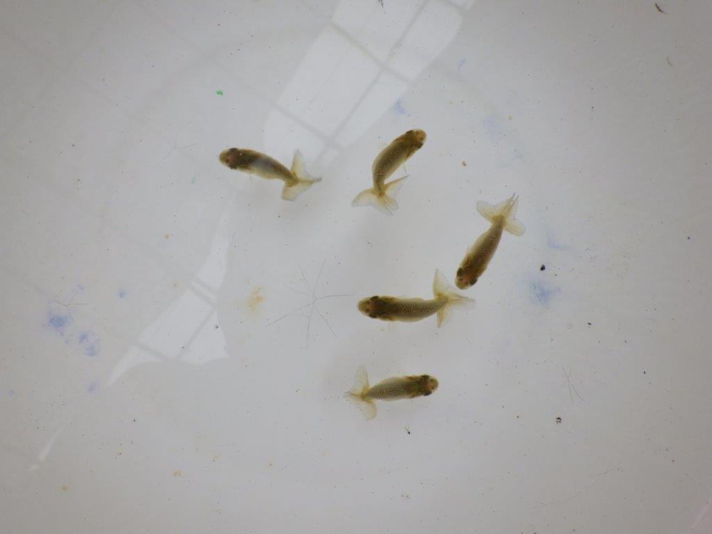 【全国大会東大関獲得系統 】４月４日入荷の中から尾張りの良い３尾！限定２セット