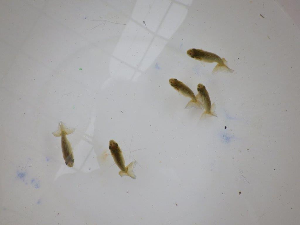 【全国大会東大関獲得系統 】４月４日入荷の中から尾張りの良い３尾！限定２セット