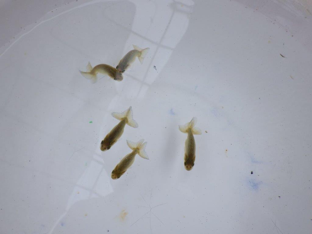 【全国大会東大関獲得系統 】４月４日入荷の中から尾張りの良い３尾！限定２セット