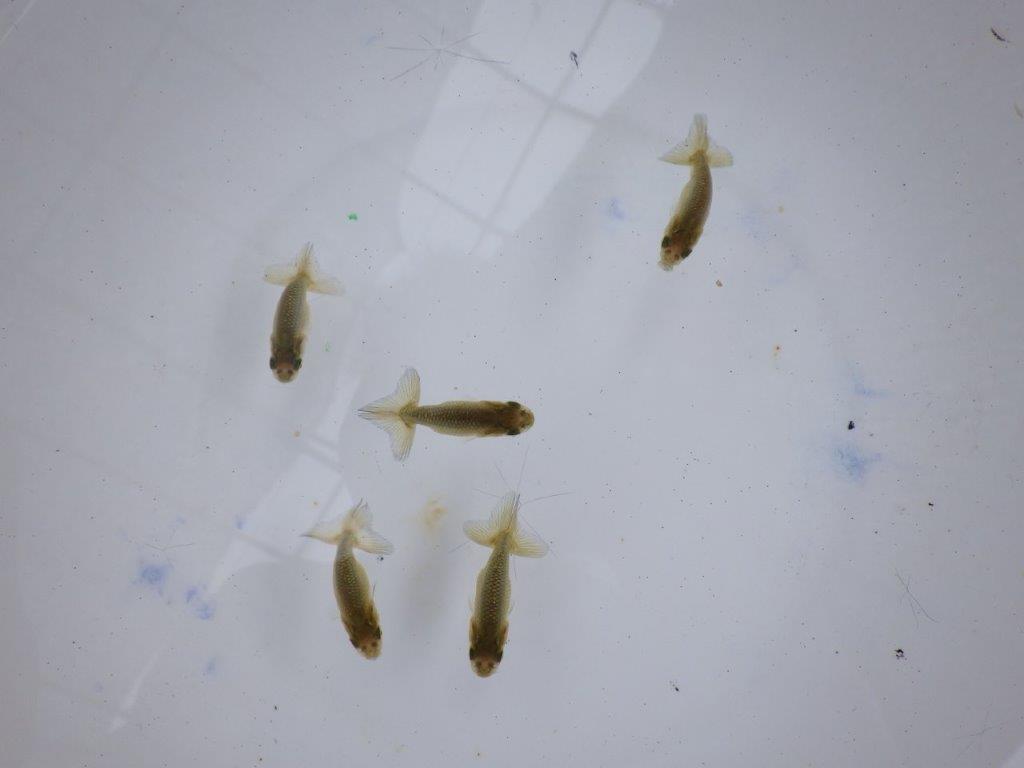 【全国大会東大関獲得系統 】４月４日入荷の中から尾張りの良い３尾！限定２セット