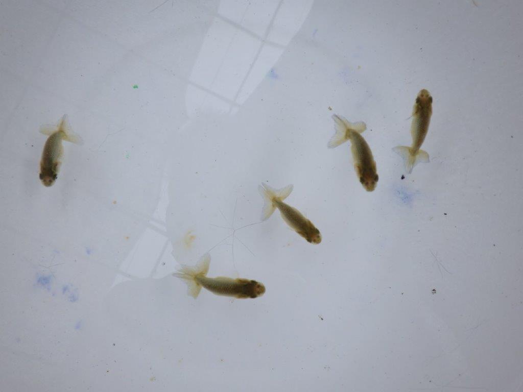 【全国大会東大関獲得系統 】４月４日入荷の中から尾張りの良い３尾！限定２セット