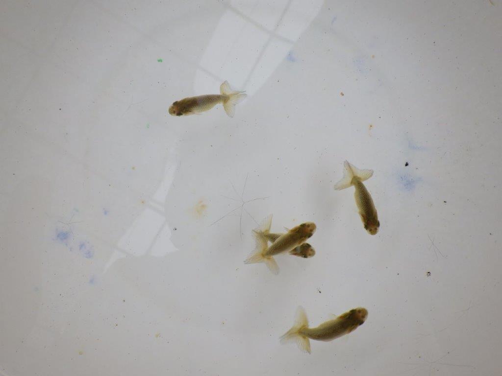 【全国大会東大関獲得系統 】4月4日入荷の中から尾張りの良い5尾!限定1セット