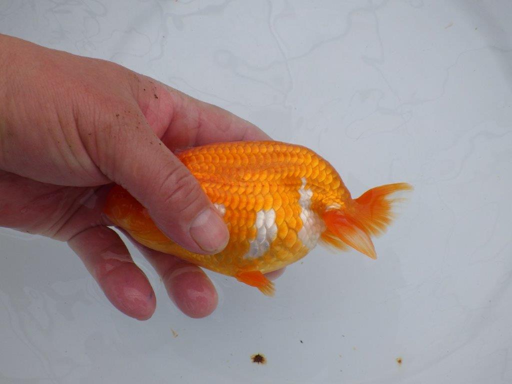 【浜松 杉本敦彦 氏】背なりも綺麗でご鑑賞お勧めらんちゅう約14㎝  メス