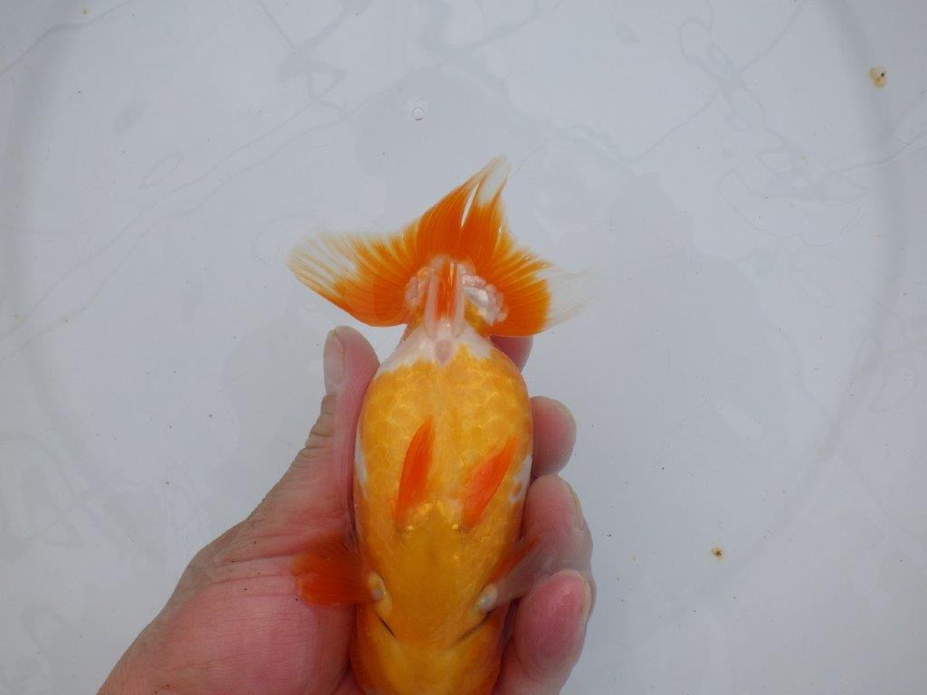 【浜松 杉本敦彦 氏】背なりも綺麗でご鑑賞お勧めらんちゅう約14㎝  メス