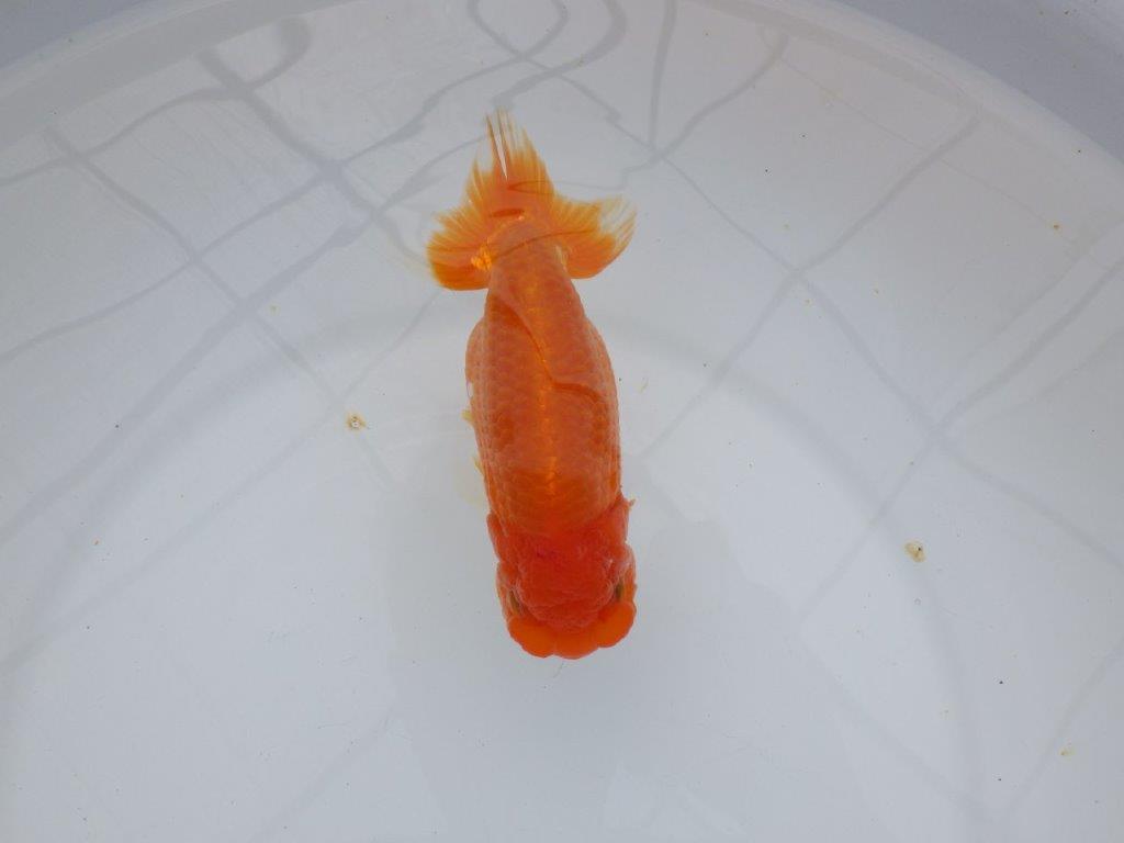 【浜松 杉本敦彦 氏】背なりも綺麗でご鑑賞お勧めらんちゅう約14㎝  メス