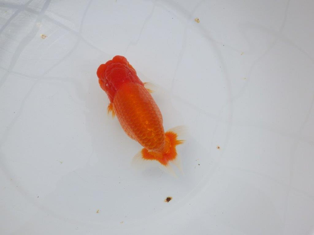 【浜松 杉本敦彦氏】超ベテラン実力派ブリーダーらんちゅう 約15㎝ オス