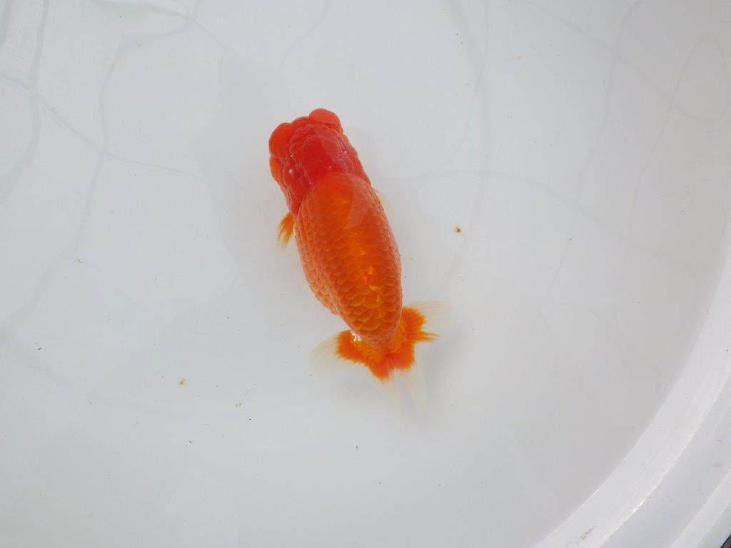 【浜松 杉本敦彦氏】超ベテラン実力派ブリーダーらんちゅう 約15㎝ オス