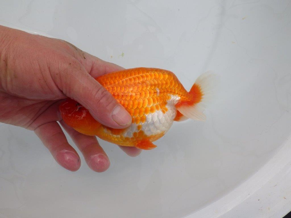 【浜松 杉本敦彦氏】超ベテラン実力派ブリーダーらんちゅう 約15㎝ オス