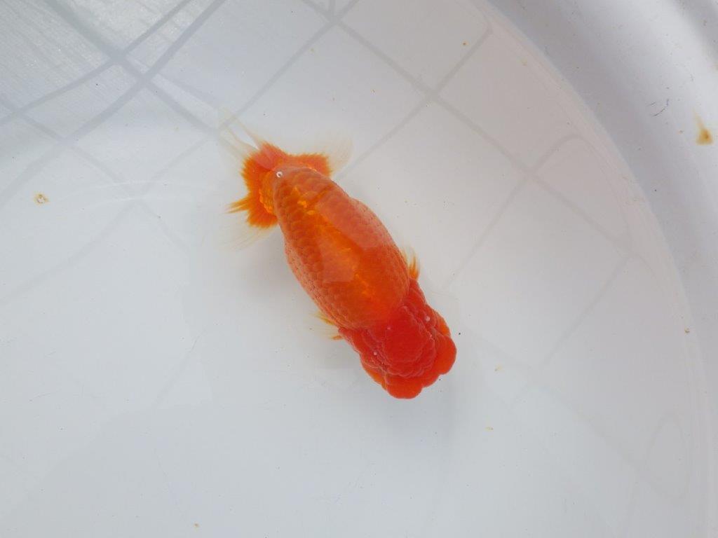 【浜松 杉本敦彦氏】超ベテラン実力派ブリーダーらんちゅう 約15㎝ オス