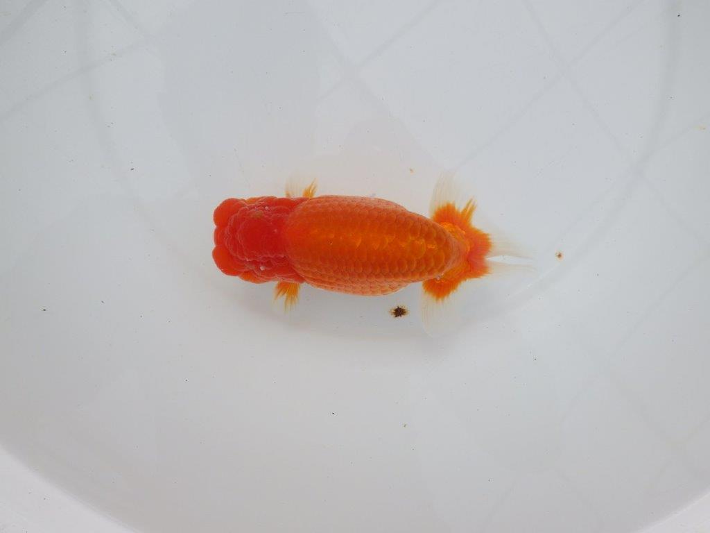 【浜松 杉本敦彦氏】超ベテラン実力派ブリーダーらんちゅう 約15㎝ オス