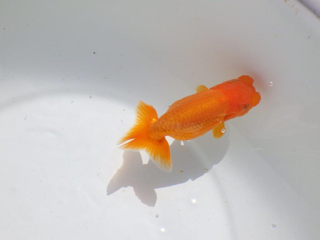 頭。尾。バランスの良い　明け二歳魚　 　約12ｃｍ　メス【管理魚】