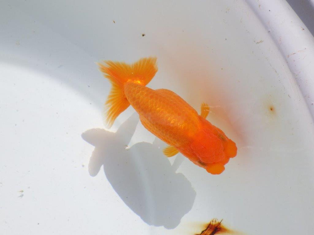頭。尾。バランスの良い　明け二歳魚　 　約12ｃｍ　メス【管理魚】
