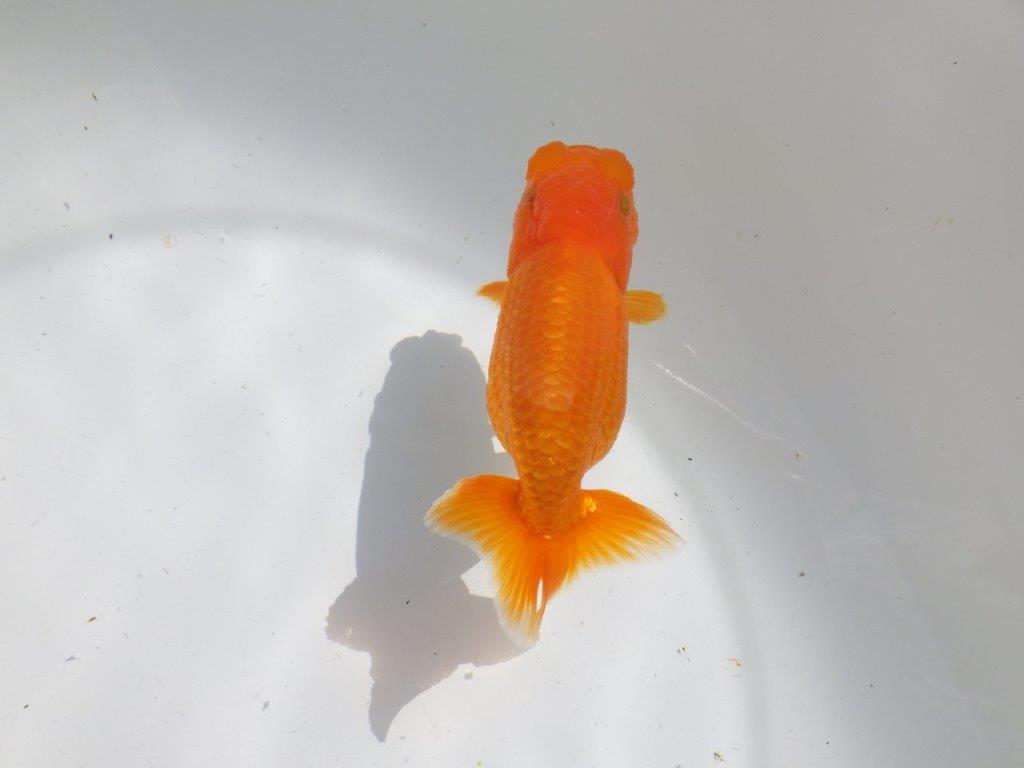 頭。尾。バランスの良い　明け二歳魚　 　約12ｃｍ　メス【管理魚】
