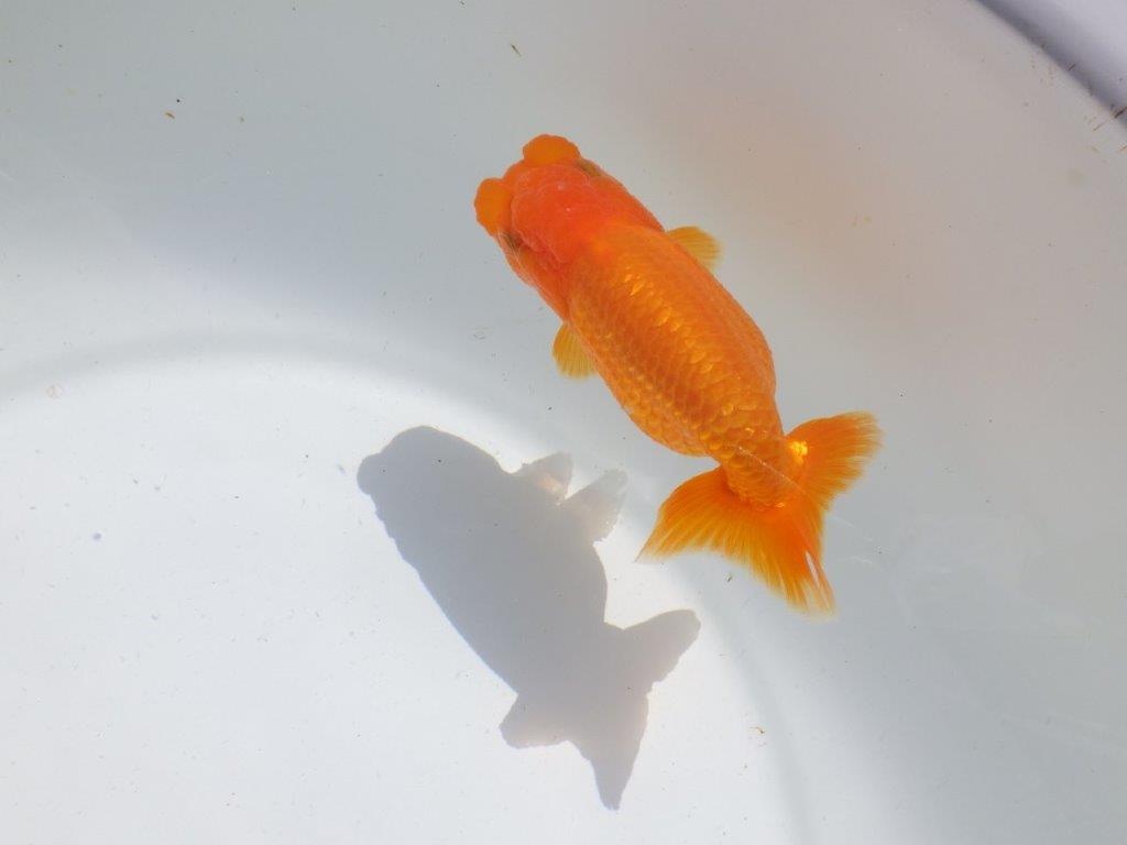 頭。尾。バランスの良い　明け二歳魚　 　約12ｃｍ　メス【管理魚】