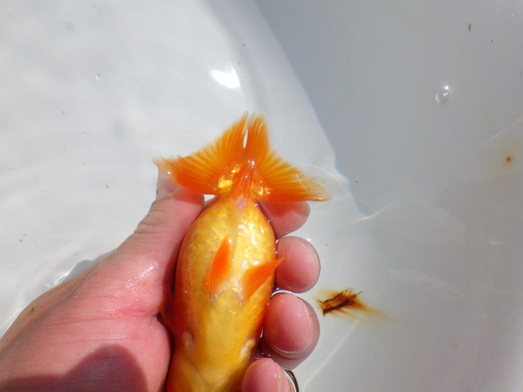 頭。尾。バランスの良い　明け二歳魚　 　約12ｃｍ　メス【管理魚】