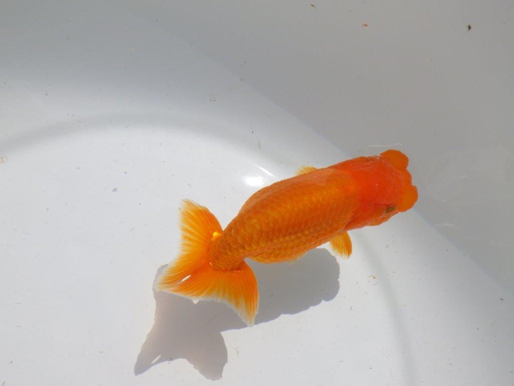 頭。尾。バランスの良い　明け二歳魚　 　約12ｃｍ　メス【管理魚】