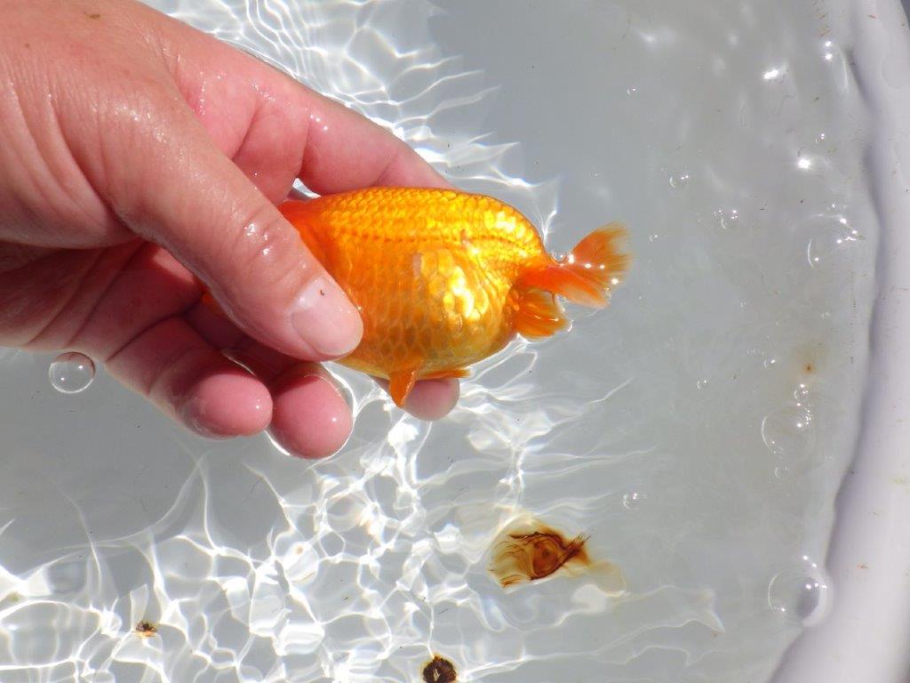 頭。尾。バランスの良い　明け二歳魚　 　約12ｃｍ　メス【管理魚】
