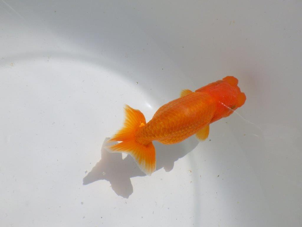 頭。尾。バランスの良い　明け二歳魚　 　約12ｃｍ　メス【管理魚】