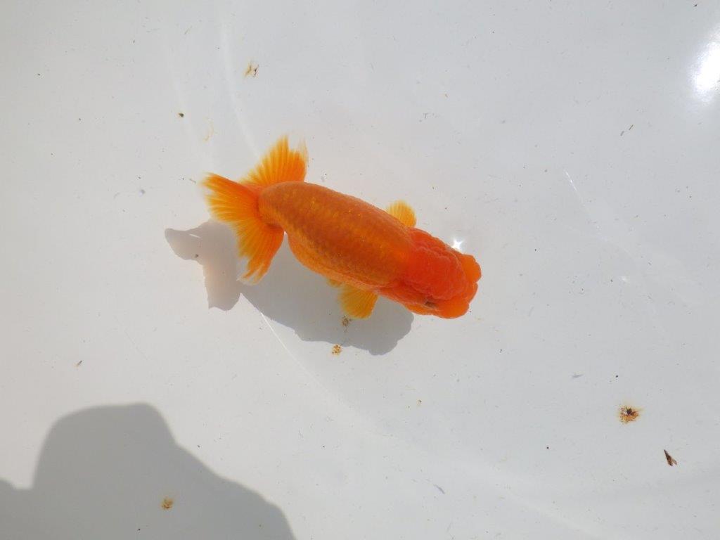 頭も良く背も綺麗　明け二歳魚　 　約12ｃｍ　メス【管理魚】