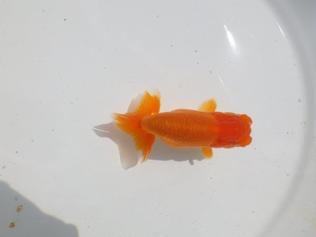 頭も良く背も綺麗　明け二歳魚　 　約12ｃｍ　メス【管理魚】