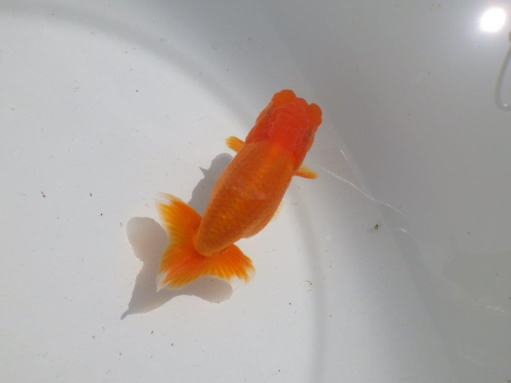 頭も良く背も綺麗　明け二歳魚　 　約12ｃｍ　メス【管理魚】