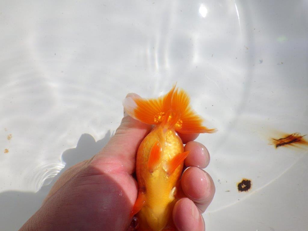 頭も良く背も綺麗　明け二歳魚　 　約12ｃｍ　メス【管理魚】