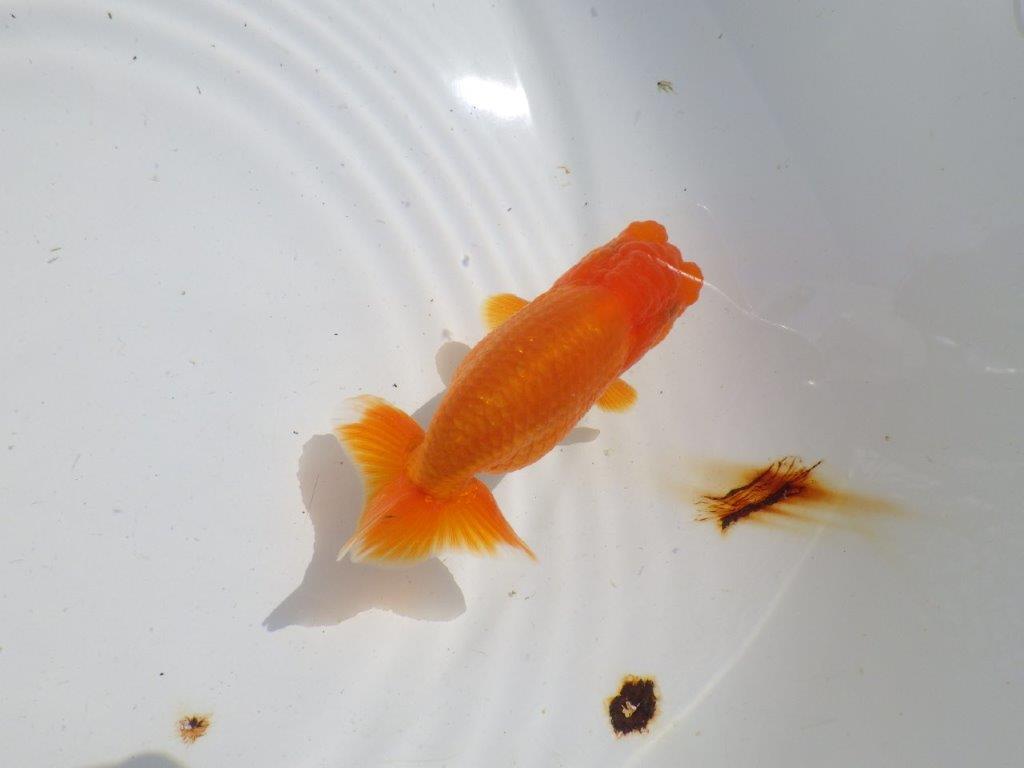 頭も良く背も綺麗　明け二歳魚　 　約12ｃｍ　メス【管理魚】