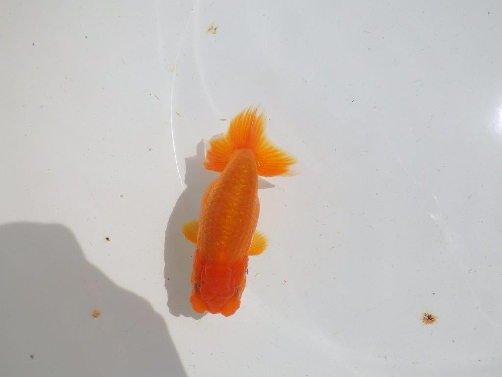 頭も良く背も綺麗　明け二歳魚　 　約12ｃｍ　メス【管理魚】
