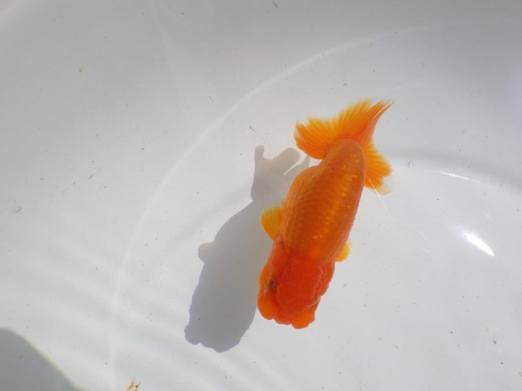 頭も良く背も綺麗　明け二歳魚　 　約12ｃｍ　メス【管理魚】