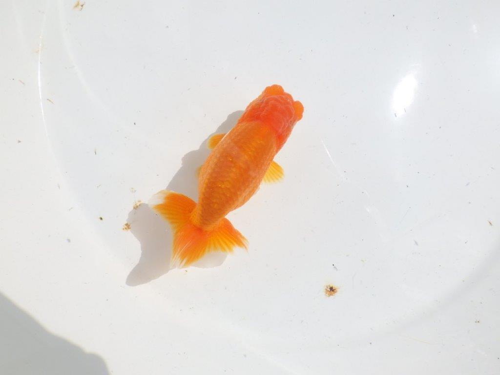 頭も良く背も綺麗　明け二歳魚　 　約12ｃｍ　メス【管理魚】の上身