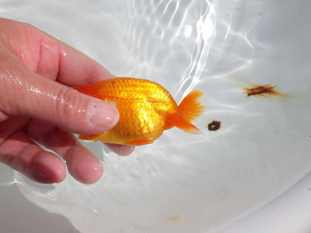 頭も良く背も綺麗　明け二歳魚　 　約12ｃｍ　メス【管理魚】