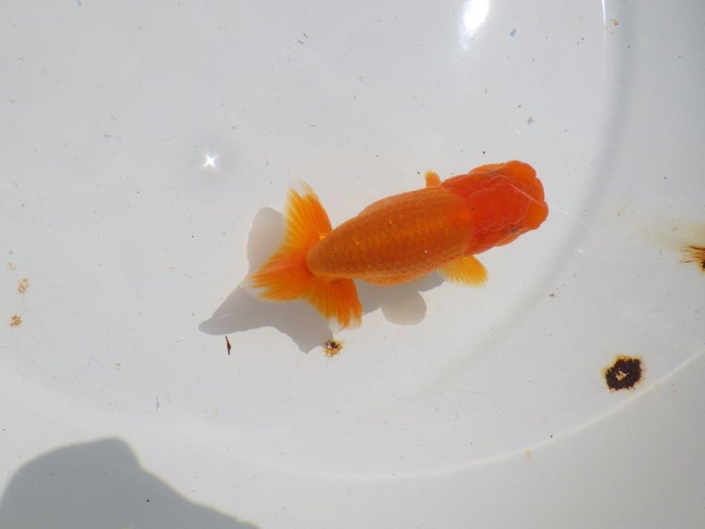 頭も良く背も綺麗　明け二歳魚　 　約12ｃｍ　メス【管理魚】