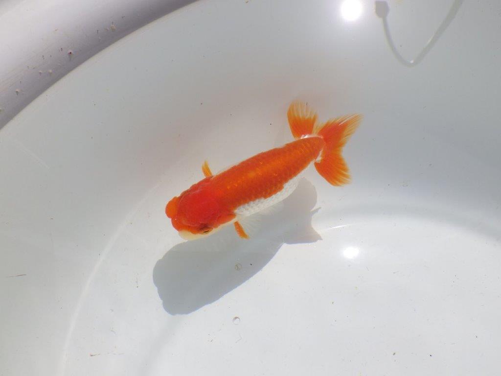 長手タイプの綺麗な更紗　明け二歳魚　 　約12ｃｍ　オス【管理魚】