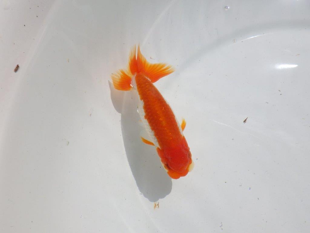 長手タイプの綺麗な更紗　明け二歳魚　 　約12ｃｍ　オス【管理魚】