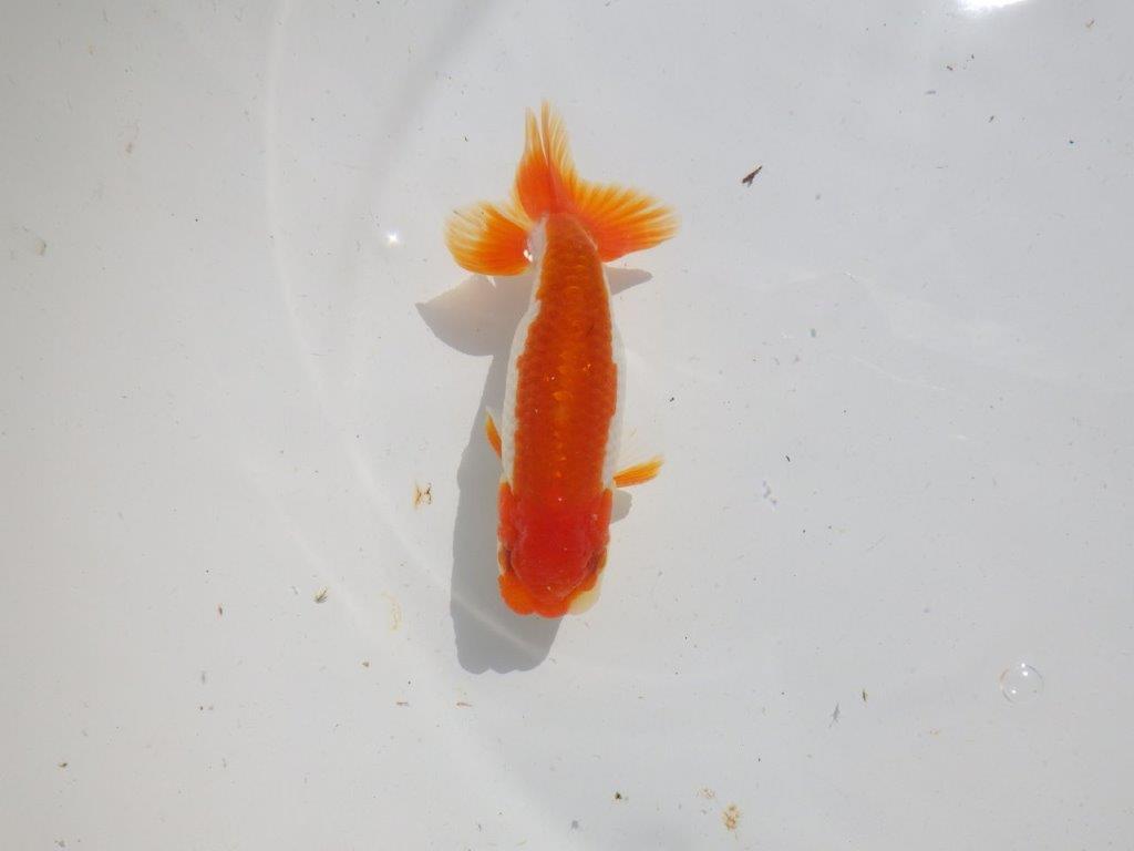 長手タイプの綺麗な更紗　明け二歳魚　 　約12ｃｍ　オス【管理魚】
