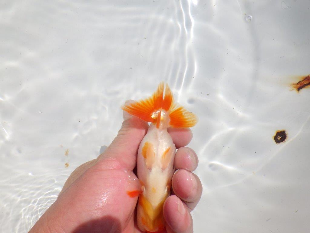 長手タイプの綺麗な更紗　明け二歳魚　 　約12ｃｍ　オス【管理魚】