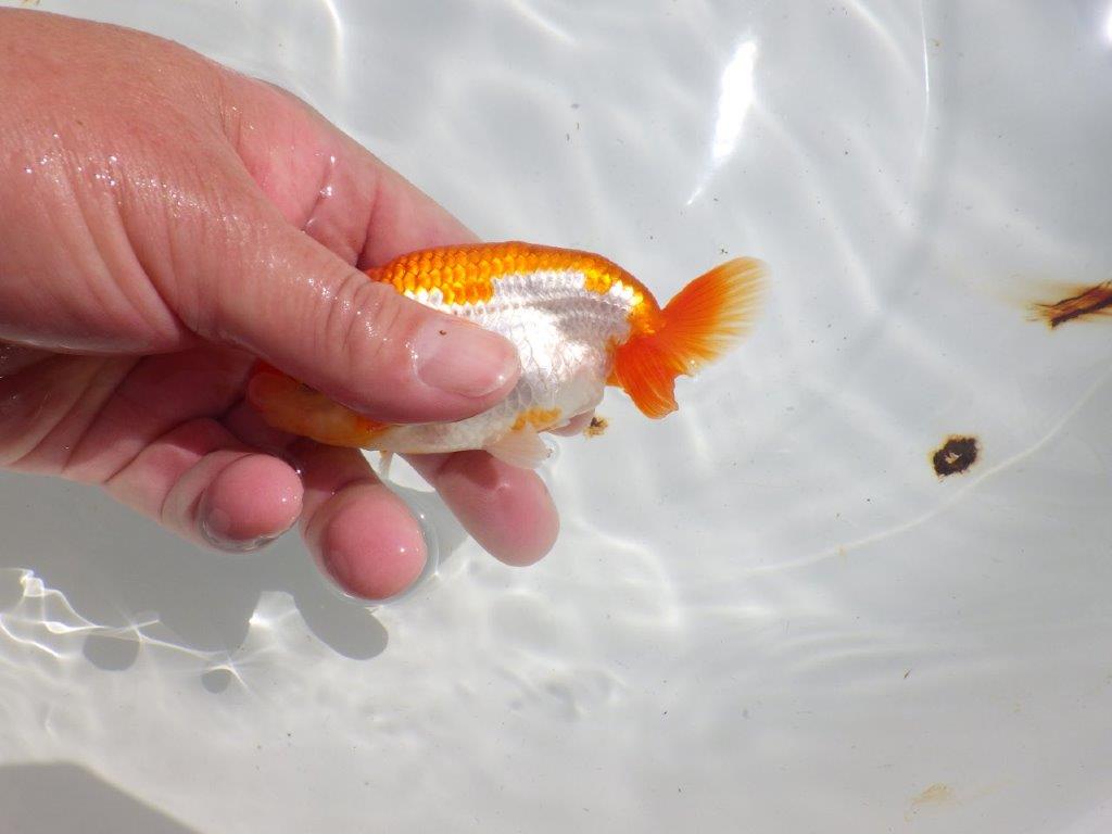 長手タイプの綺麗な更紗　明け二歳魚　 　約12ｃｍ　オス【管理魚】