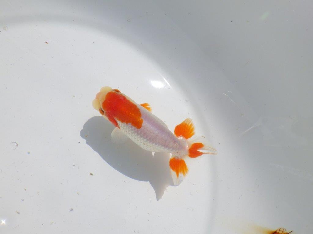 頭が良く尾型、構えが良い更紗　明け二歳魚　 　約11,5ｃｍ　オス【管理魚】