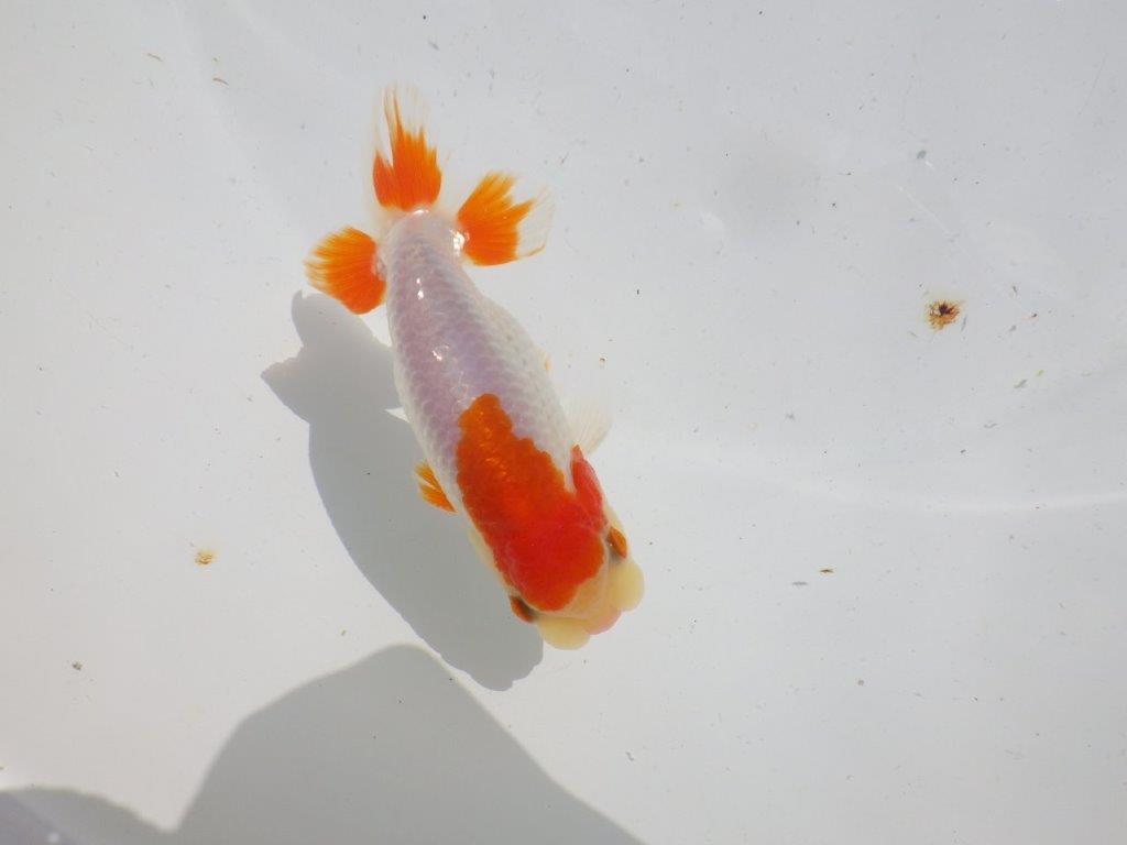 頭が良く尾型、構えが良い更紗　明け二歳魚　 　約11,5ｃｍ　オス【管理魚】の上身